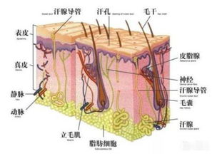 吃孜然会得狐臭 教你一些简单治疗狐臭的方法,一看就明白