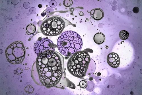 干细胞疗法新视野 糖尿病治疗曙光与狐臭干预探索